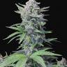 необычные семена конопли Auto Tropicana Cookies feminised необычные семена конопли Auto Tropicana Cookies feminised