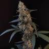 экзотические семена конопли Auto Tropicana Cookies feminised экзотические семена конопли Auto Tropicana Cookies feminised