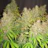 Семена конопли оптом White Widow feminised Ganja Seeds Семена конопли оптом White Widow feminised Ganja Seeds