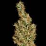 семена конопли для посадки купить Auto Kali Mist feminised семена конопли для посадки купить Auto Kali Mist feminised