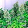 семена конопли сорта сатива Auto Kali Mist feminised семена конопли сорта сатива Auto Kali Mist feminised