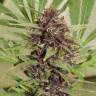 Fruity Trips feminised Ganja Seeds Fruity Trips feminised Ganja Seeds