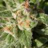 семена конопли Россия Fruity Trips feminised семена конопли Россия Fruity Trips feminised