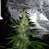 семена конопли наложенным платежом Mazar x Euforia (Magicon) regular Ganja Seeds семена конопли наложенным платежом Mazar x Euforia (Magicon) regular Ganja Seeds