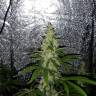 семена конопли почтой Mazar x Euforia (Magicon) regular Ganja Seeds семена конопли почтой Mazar x Euforia (Magicon) regular Ganja Seeds