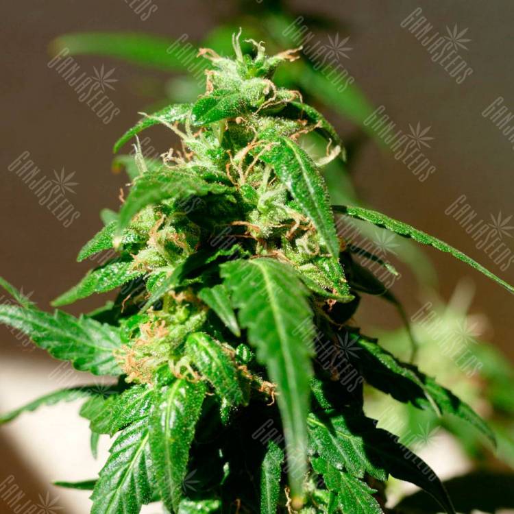 семена конопли в фирменной упаковке Auto Super Skunk feminised Ganja Live Seeds