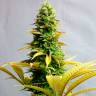 Critical CBG feminised Ganja Seeds Critical CBG feminised Ganja Seeds