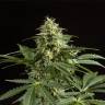 семена индийской конопли Auto Irimshik feminised Bang Seeds семена индийской конопли Auto Irimshik feminised Bang Seeds