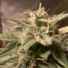 семена конопли скороспелый купить Auto Bubble feminised Female Seeds