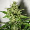 семена конопли f1 в оригинальной упаковке 8 Miles High regular Mandala Seeds семена конопли f1 в оригинальной упаковке 8 Miles High regular Mandala Seeds