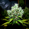 урожайные семена конопли New York Diesel regular Ganja Seeds