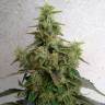 семена конопли f1 в оригинальной упаковке New York Diesel regular Ganja Seeds семена конопли f1 в оригинальной упаковке New York Diesel regular Ganja Seeds