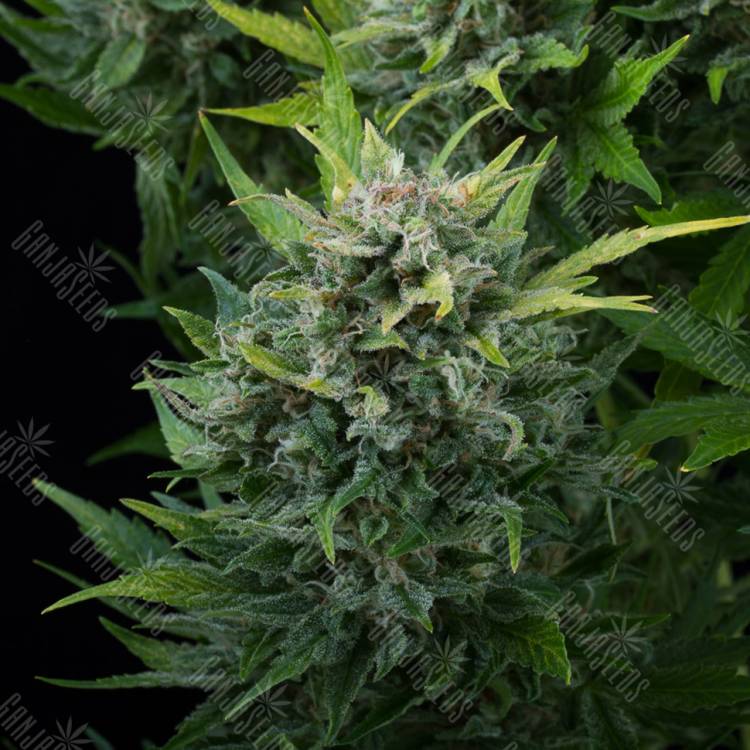 семена конопли дешево Auto White Chere regular