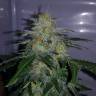 урожайные семена конопли Auto Cheesy CBD feminised Philosopher Seeds урожайные семена конопли Auto Cheesy CBD feminised Philosopher Seeds