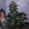 семена конопли в оригинальных упаковках Auto Cheesy CBD feminised Philosopher Seeds семена конопли в оригинальных упаковках Auto Cheesy CBD feminised Philosopher Seeds