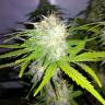 качественные семена конопли Auto Cheesy CBD feminised Philosopher Seeds качественные семена конопли Auto Cheesy CBD feminised Philosopher Seeds