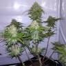 семена конопли медицинской Auto Cheesy CBD feminised Philosopher Seeds семена конопли медицинской Auto Cheesy CBD feminised Philosopher Seeds