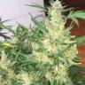 семена конопли в оригинальных упаковках Auto Cheese feminised GanjaLiveSeeds семена конопли в оригинальных упаковках Auto Cheese feminised GanjaLiveSeeds