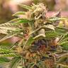 Grapefruit CBD feminised Ganja Seeds Grapefruit CBD feminised Ganja Seeds