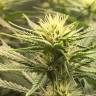 где можно заказать семена конопли Auto Fruit feminised где можно заказать семена конопли Auto Fruit feminised