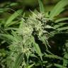 семена конопли наложенным платежом Beyond the Brain regular Mandala Seeds семена конопли наложенным платежом Beyond the Brain regular Mandala Seeds