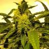 семена конопли почтой Beyond the Brain regular Mandala Seeds семена конопли почтой Beyond the Brain regular Mandala Seeds