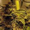 хорошие семена конопли Beyond the Brain regular Mandala Seeds хорошие семена конопли Beyond the Brain regular Mandala Seeds