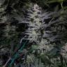 семена конопли автоцвет Auto White Diesel Haze regular семена конопли автоцвет Auto White Diesel Haze regular
