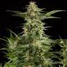 купить семена конопли Auto Lemon CBD feminised Philosopher Seeds купить семена конопли Auto Lemon CBD feminised Philosopher Seeds