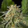 семена конопли недорого Auto Lemon CBD feminised Philosopher Seeds семена конопли недорого Auto Lemon CBD feminised Philosopher Seeds