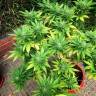 качественные семена конопли Durban Poison feminised качественные семена конопли Durban Poison feminised