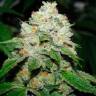 Hell's Angel OG feminised Ganja Seeds