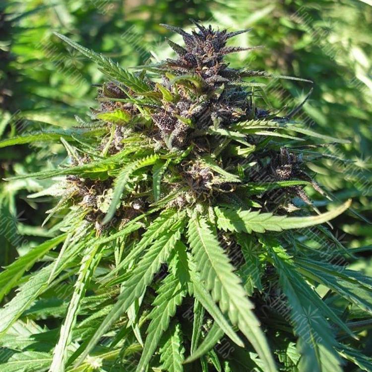 семена конопли курьером Chill-OM regular Mandala Seeds