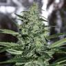 конопля семена сорта заказать Nibiru-47 regular Ganja Seeds конопля семена сорта заказать Nibiru-47 regular Ganja Seeds