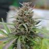 хорошие семена конопли Auto Baby Boom feminised Kannabia Seeds хорошие семена конопли Auto Baby Boom feminised Kannabia Seeds