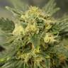 семена индийской конопли Auto Baby Boom feminised Kannabia Seeds семена индийской конопли Auto Baby Boom feminised Kannabia Seeds