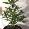 семена конопли с доставкой Auto New York Diesel feminised GanjaLiveSeeds семена конопли с доставкой Auto New York Diesel feminised GanjaLiveSeeds
