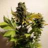 семена культурной конопли купить Ganesh regular Mandala Seeds семена культурной конопли купить Ganesh regular Mandala Seeds