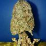 семена конопли индика Ganesh regular Mandala Seeds семена конопли индика Ganesh regular Mandala Seeds