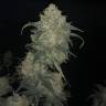 семена конопли для курения Auto Gnomo feminised Kannabia Seeds семена конопли для курения Auto Gnomo feminised Kannabia Seeds