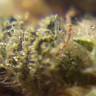 семена конопли дешево Cole Train feminised Reserva Privada