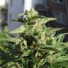семена конопли в фирменной упаковке Northern Lights x Skunk feminised семена конопли в фирменной упаковке Northern Lights x Skunk feminised