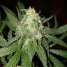 Power Kush feminised Dinafem Seeds Power Kush feminised Dinafem Seeds