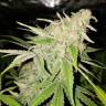 Power Kush feminised Dinafem Seeds Power Kush feminised Dinafem Seeds