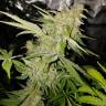 Power Kush feminised Dinafem Seeds Power Kush feminised Dinafem Seeds