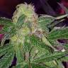 Power Kush feminised Dinafem Seeds Power Kush feminised Dinafem Seeds
