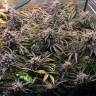 семена конопли элитных сортов Auto Ginger Punch feminised Kannabia Seeds семена конопли элитных сортов Auto Ginger Punch feminised Kannabia Seeds