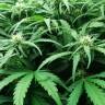семена конопли гидропоники Auto Ginger Punch feminised Kannabia Seeds семена конопли гидропоники Auto Ginger Punch feminised Kannabia Seeds