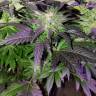 семена конопли недорого Pure Power Plant feminised Nirvana Seeds семена конопли недорого Pure Power Plant feminised Nirvana Seeds