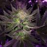 семена конопли в оригинальных упаковках Pure Power Plant feminised Nirvana Seeds семена конопли в оригинальных упаковках Pure Power Plant feminised Nirvana Seeds